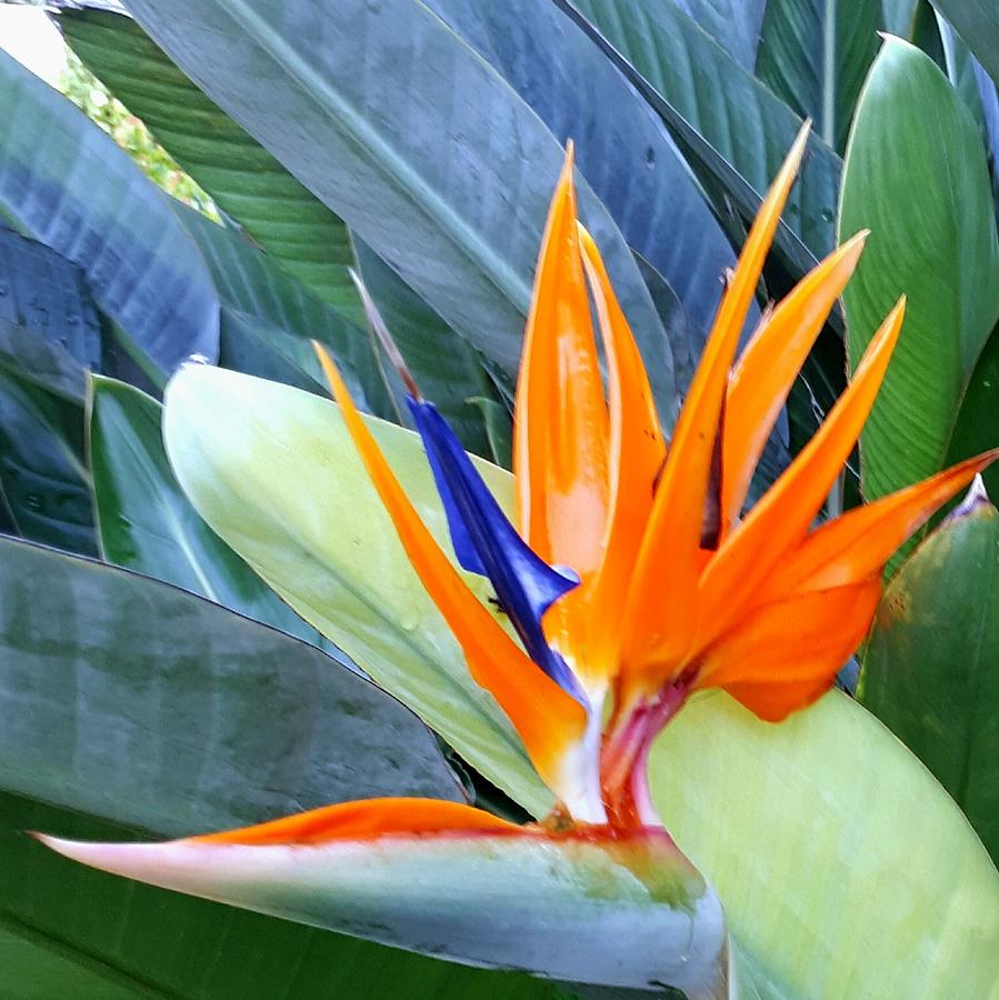 Bird of Paradise Photograph by Suzanne Charlebois - Fine Art America