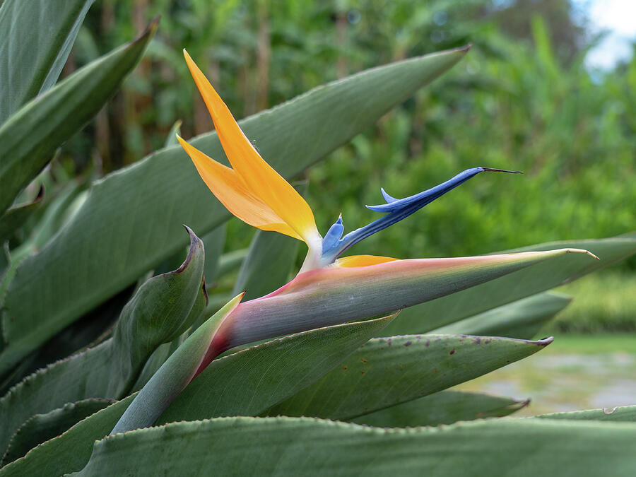 Elegant Bird of Paradise Photograph by Leslie Struxness Elegant Bird of Paradise Photograph by Leslie Struxness