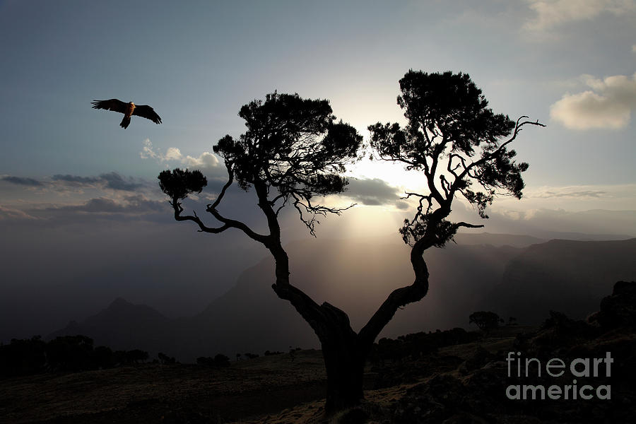 Bird Of Prey At Sunrise, Simien Photograph by Tim E White Bird Of Prey At Sunrise, Simien Photograph by Tim E White