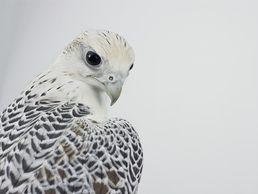 Bird Of Prey Aves, Close-up Photograph by Yamada Taro