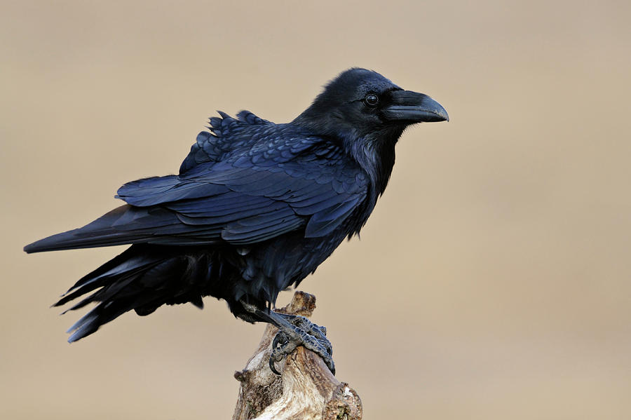 Bird of the Vikings... Common Raven Photograph by Ralf Kistowski - Fine ...