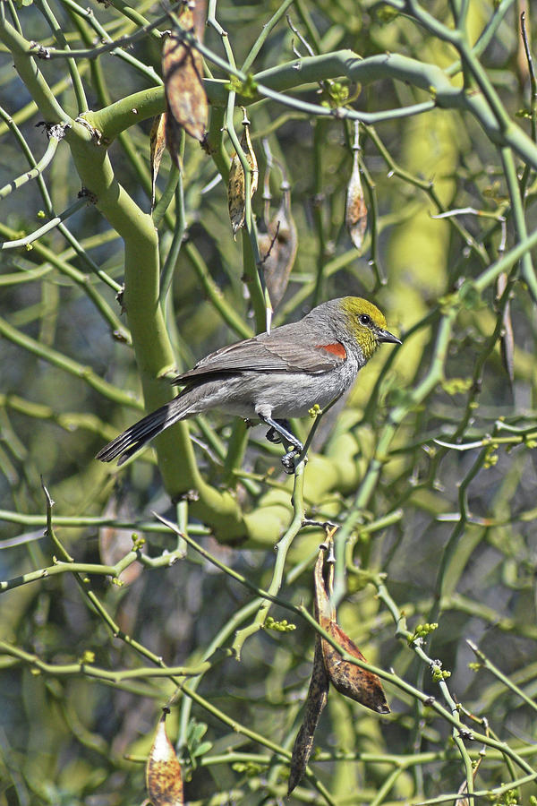 Nature Photograph - Bird on a branch by Chance Kafka