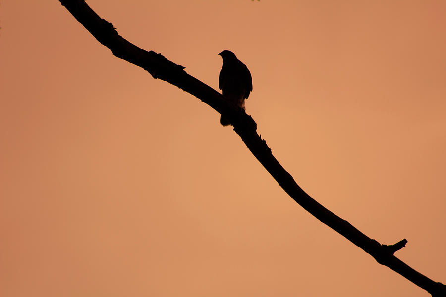 Bird on a Branch Digital Art by Geoff Jewett