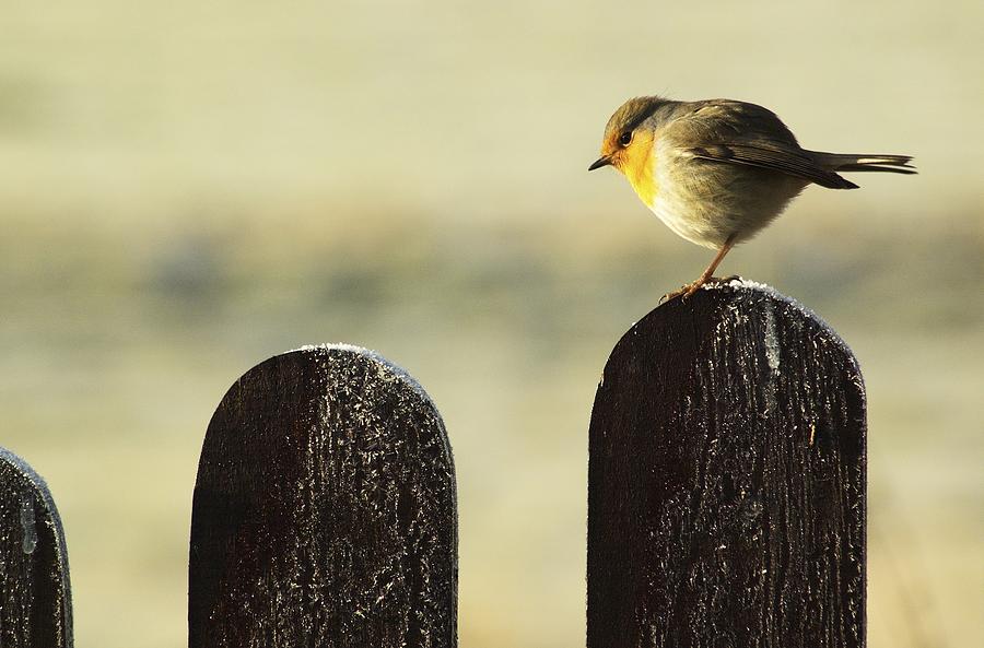 Bird Photograph - Bird On A Fence by Marcin Delektowski