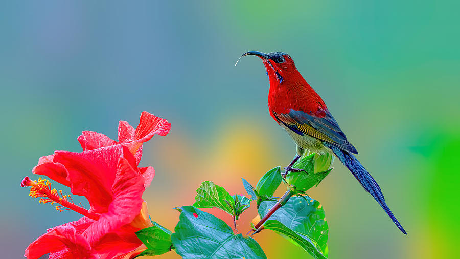 Bird On A Flower Photograph by Samir Sachdeva