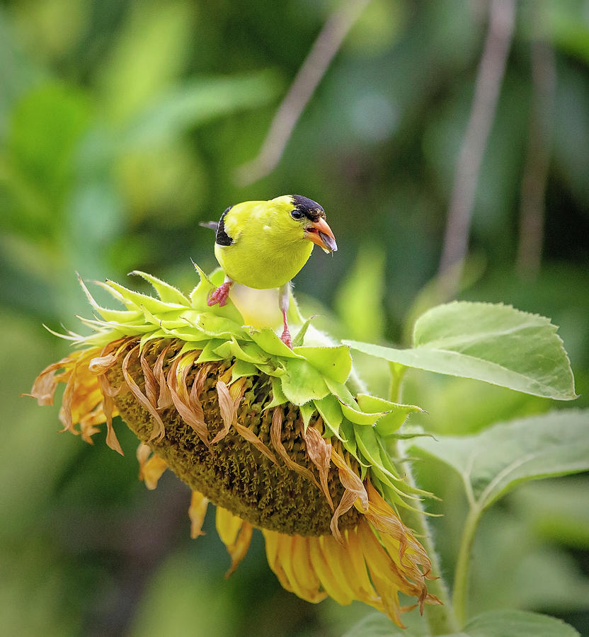 Bird on a Sunflower 2 Photograph by Deborah Penland