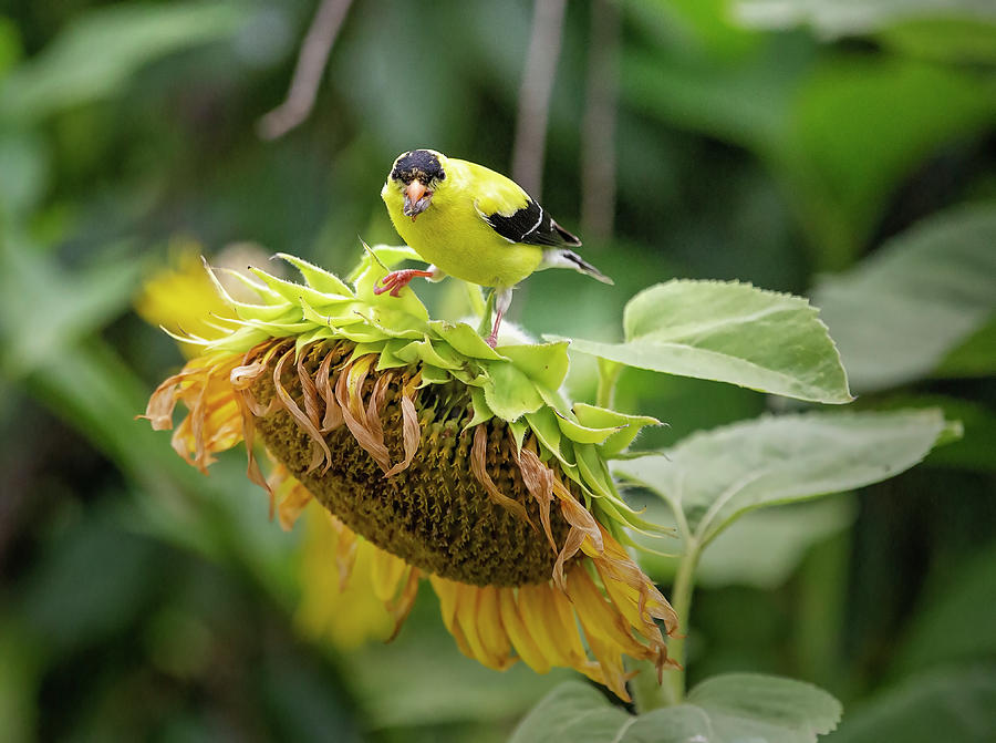 Bird on a Sunflower 3 Photograph by Deborah Penland