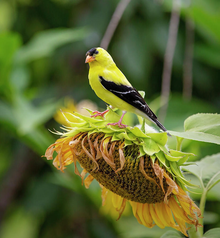 Bird on a Sunflower Photograph by Deborah Penland