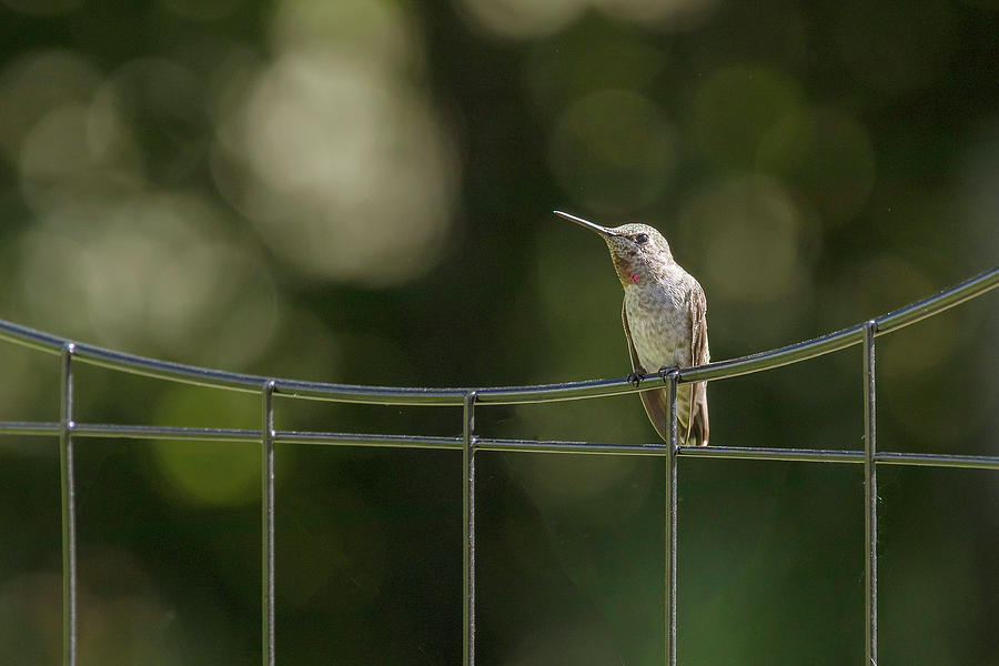 Bird on a Wire Photograph by Catherine Avilez