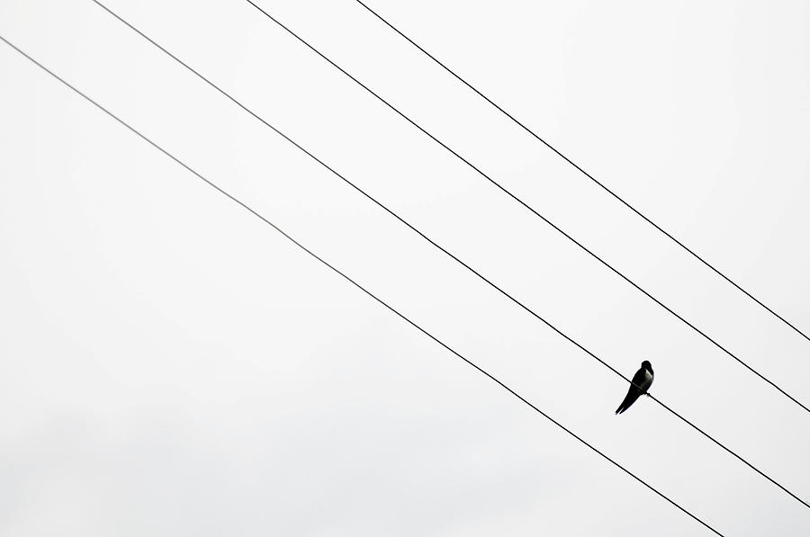 Bird On A Wire Photograph by Copyrights By Sigfrid López