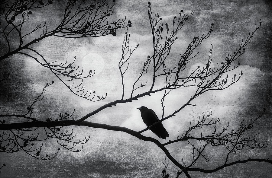 Bird On Autumn Branches Black And White Photograph by Garry Gay