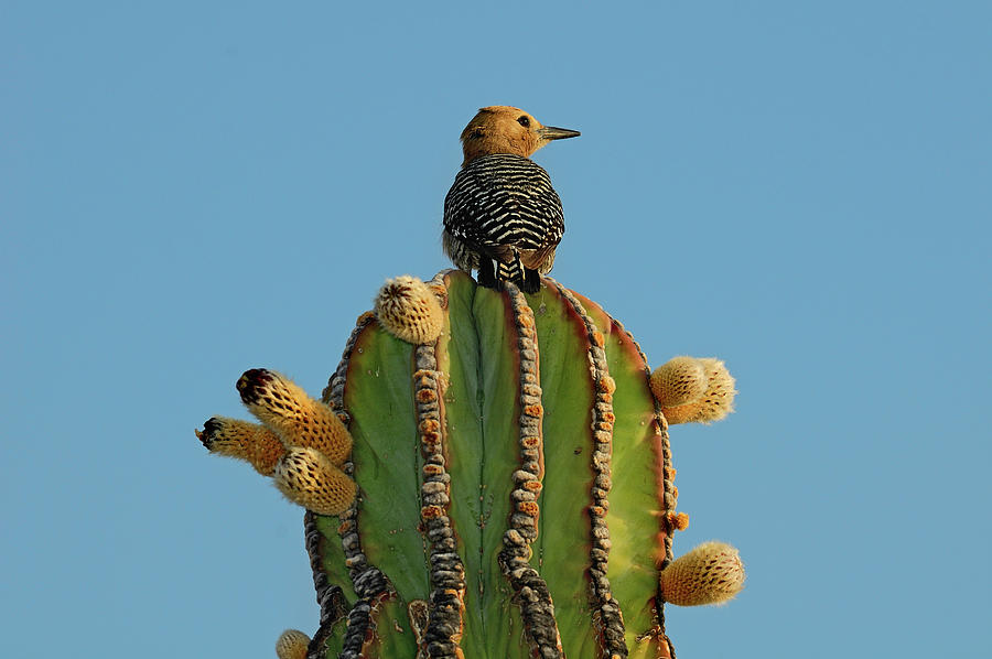 Bird On Cactus Digital Art by Heeb Photos - Fine Art America