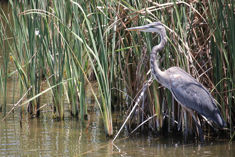 Bird On The Hunt Photograph by Raymond Stark - Fine Art America