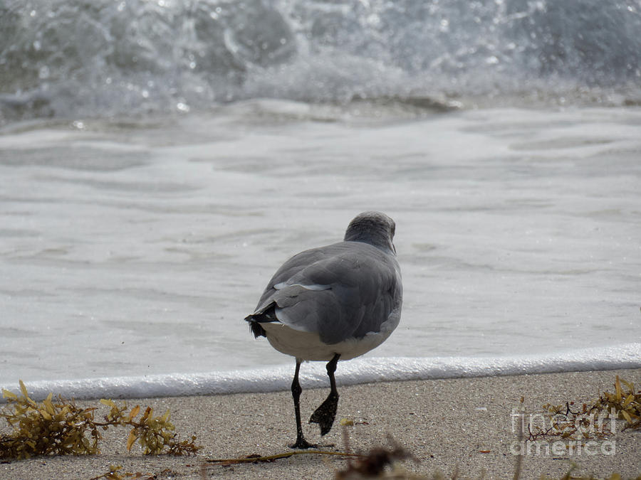 Laughing gull taking a stroll on the beach in Miami Photograph by Christy Garavetto