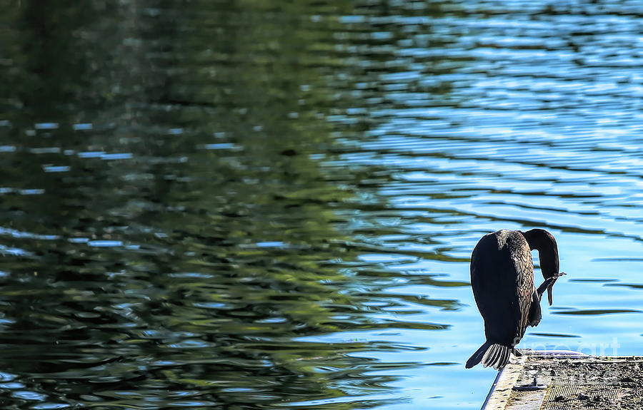 Cormorant Bird on Vasona Lake   Photograph by Chuck Kuhn