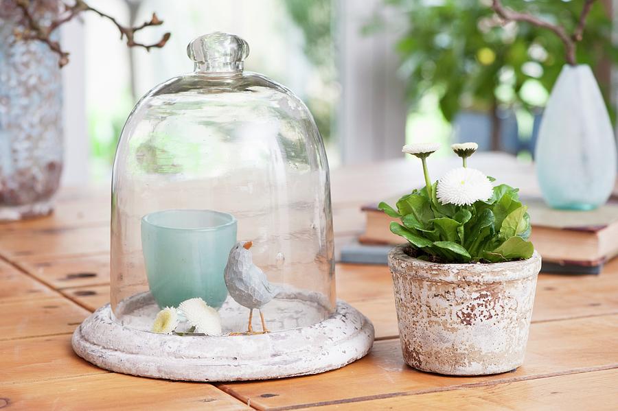 Bird Ornament Under Glass Cover Next To Potted Bellis Photograph by Piru-pictures