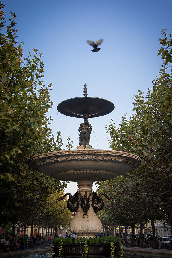Bird over the Fountain Photograph by Raf Winterpacht