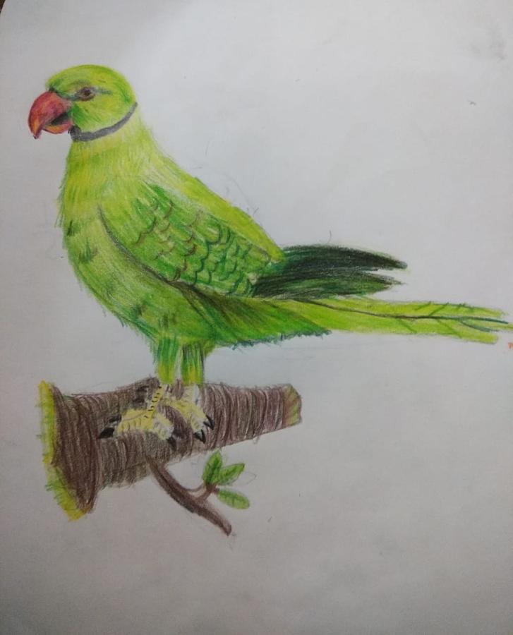 Bird - Parrot Drawing by Osho Guru - Fine Art America