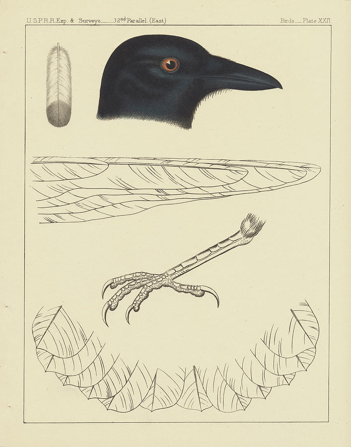 Bird Painting - Bird Prints I by Wild Apple Portfolio