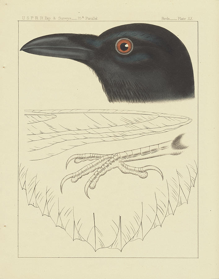 Bird Painting - Bird Prints II by Wild Apple Portfolio