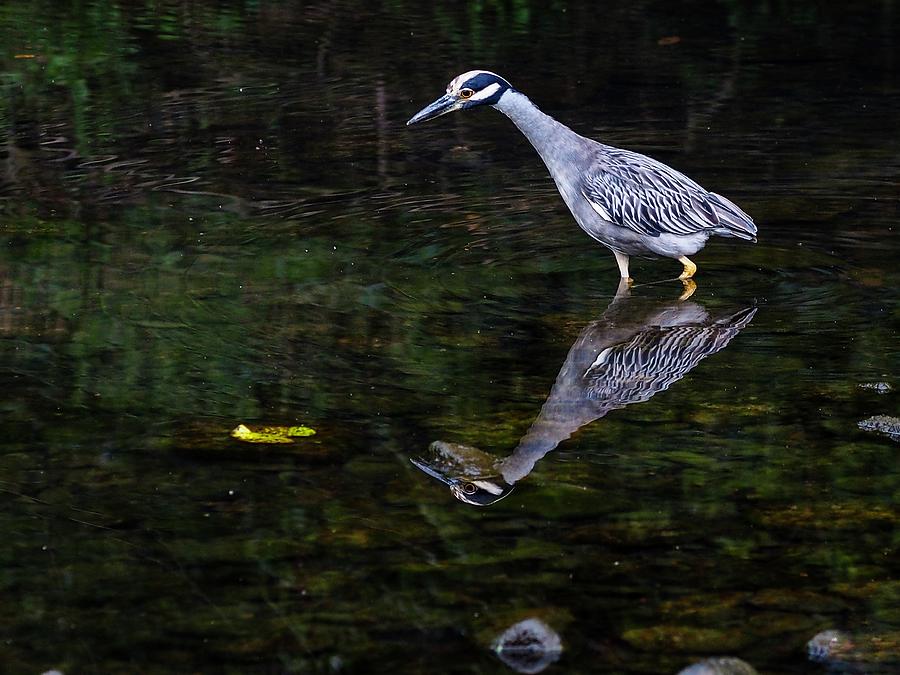 Bird Reflection  Photograph by Buck Buchanan