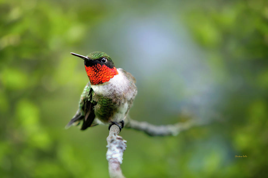 Close Up Ruby Throated Hummingbird Photograph by Christina Rollo