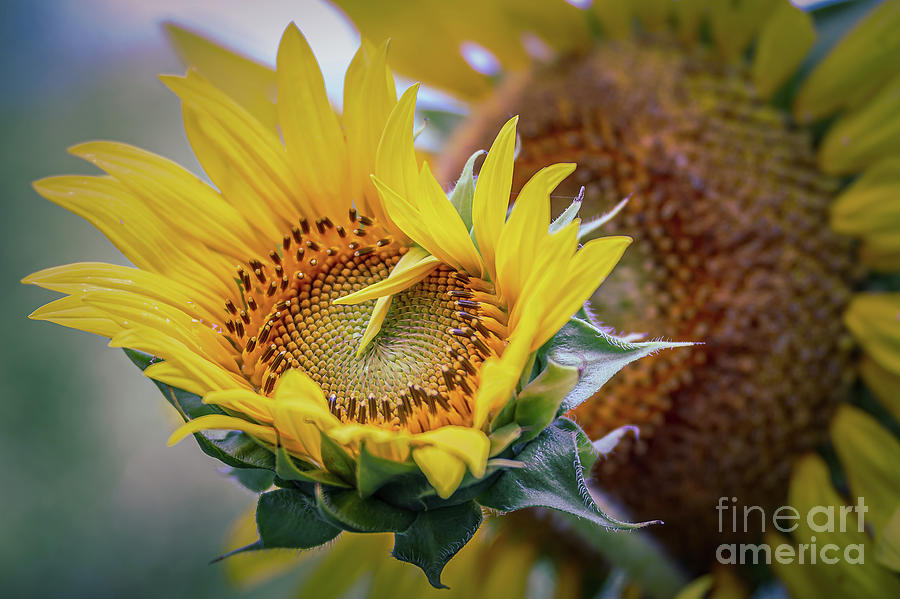 Bird Seed Sunflower Photograph by Kathy Sherbert