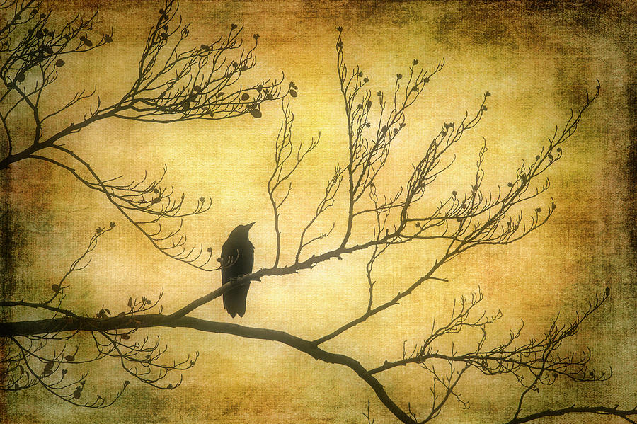Bird Silhouette Photograph by Garry Gay