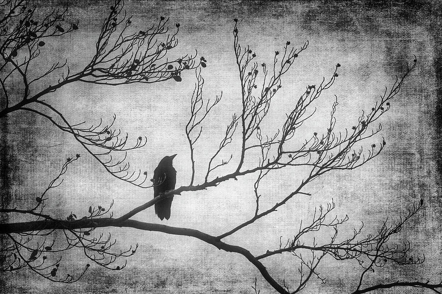 Bird Silhouette In Black And White Photograph by Garry Gay