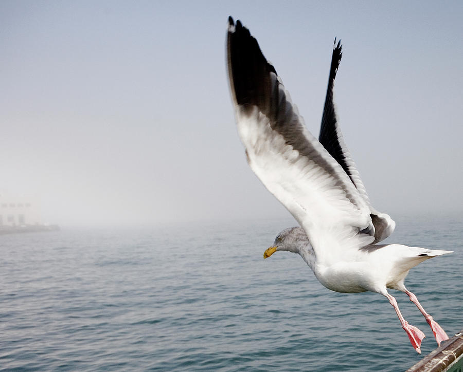 Bird Taking Flight Photograph by Mona T. Brooks