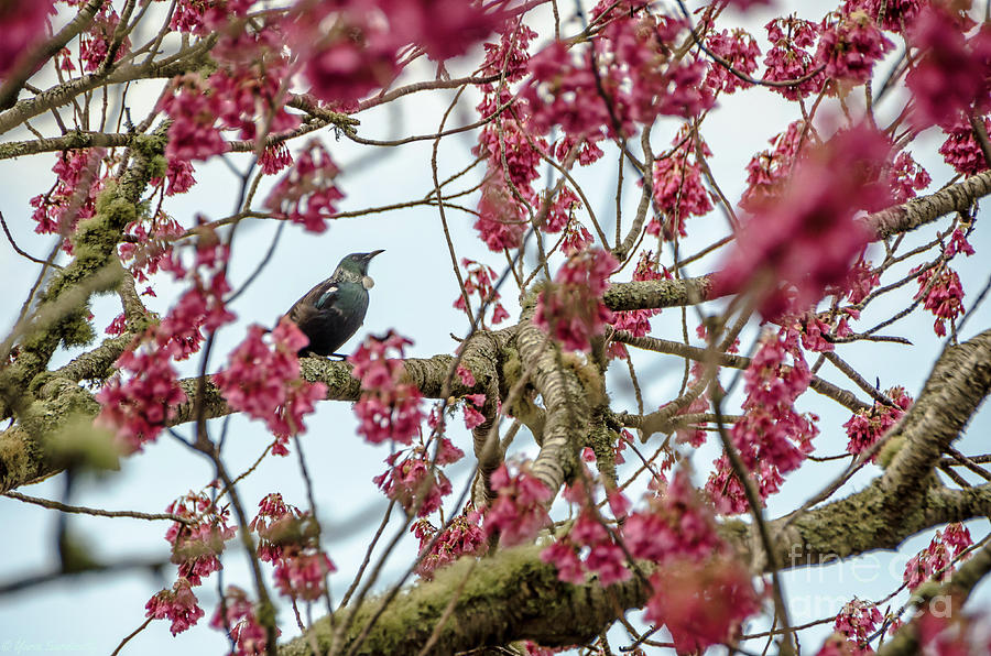 Bird. Tree. Flowers. Photograph by Yurix Sardinelly