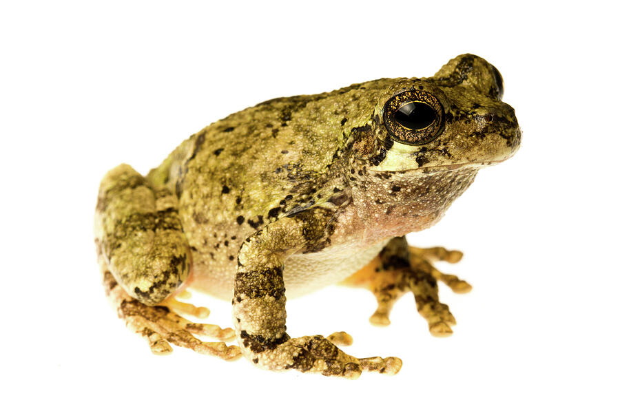 Bird-voiced Tree Frog Tishmingo, Mississippi, Usa, April. Photograph by ...