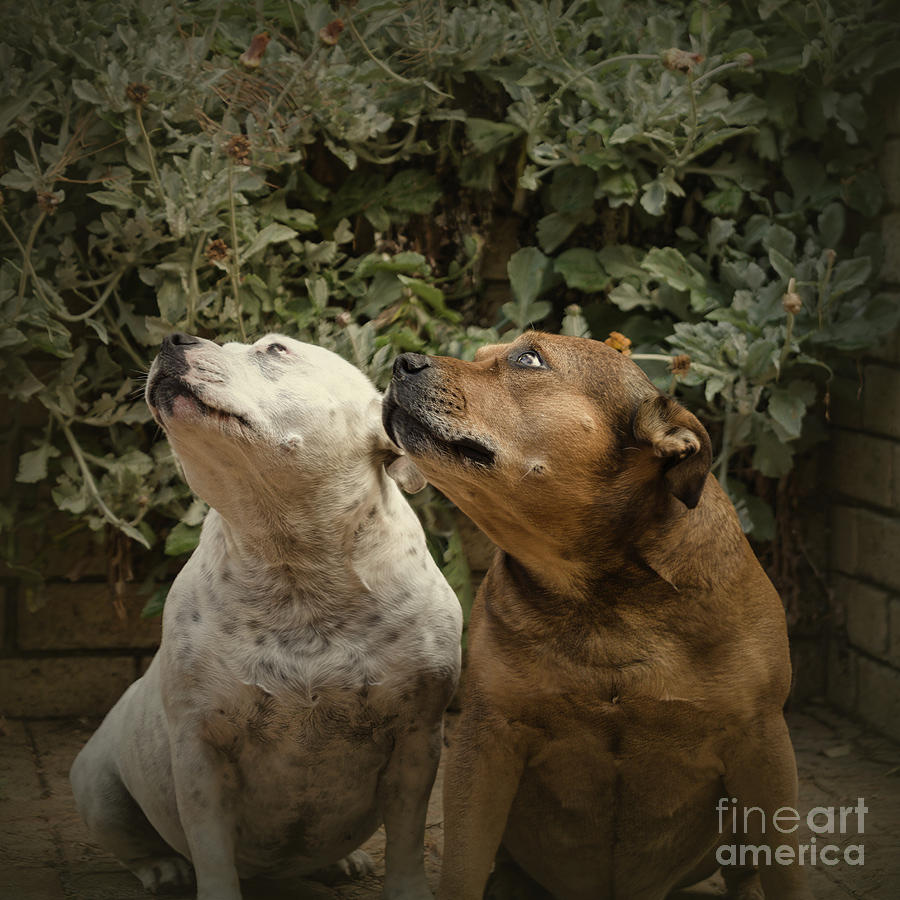 Bird Watching by Elaine Teague Bird Watching by Elaine Teague
