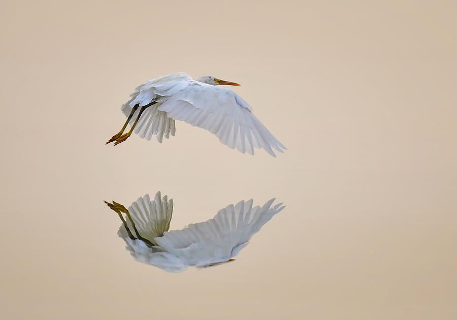 Bird Water Reflection Photograph by Mirza Alshehabi