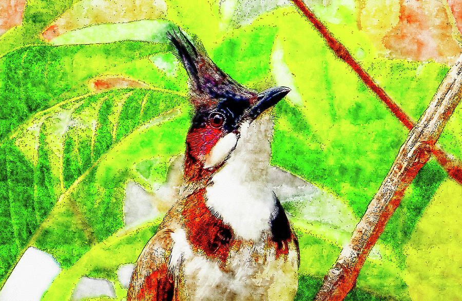 Red-whiskered Bulbul at nest, original art – Sibley Guides