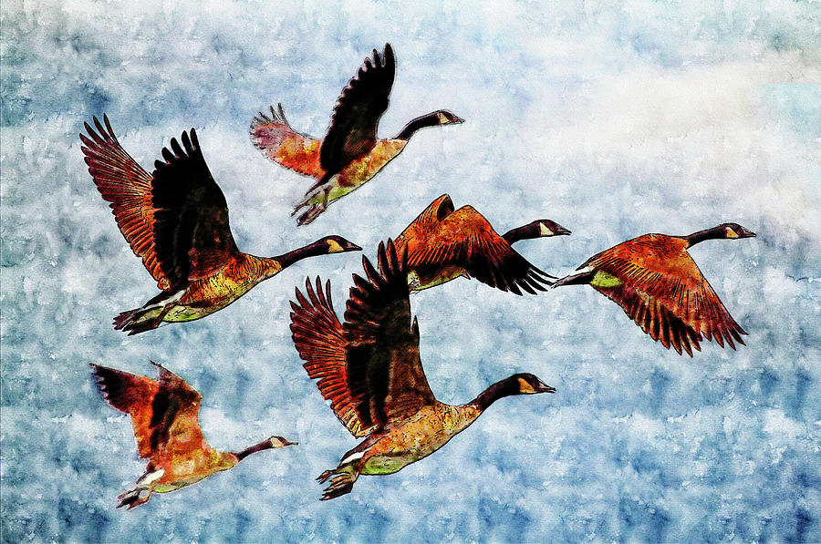 Cool Drawing - Bird watercolor drawing - Gooses flying by Hasan Ahmed