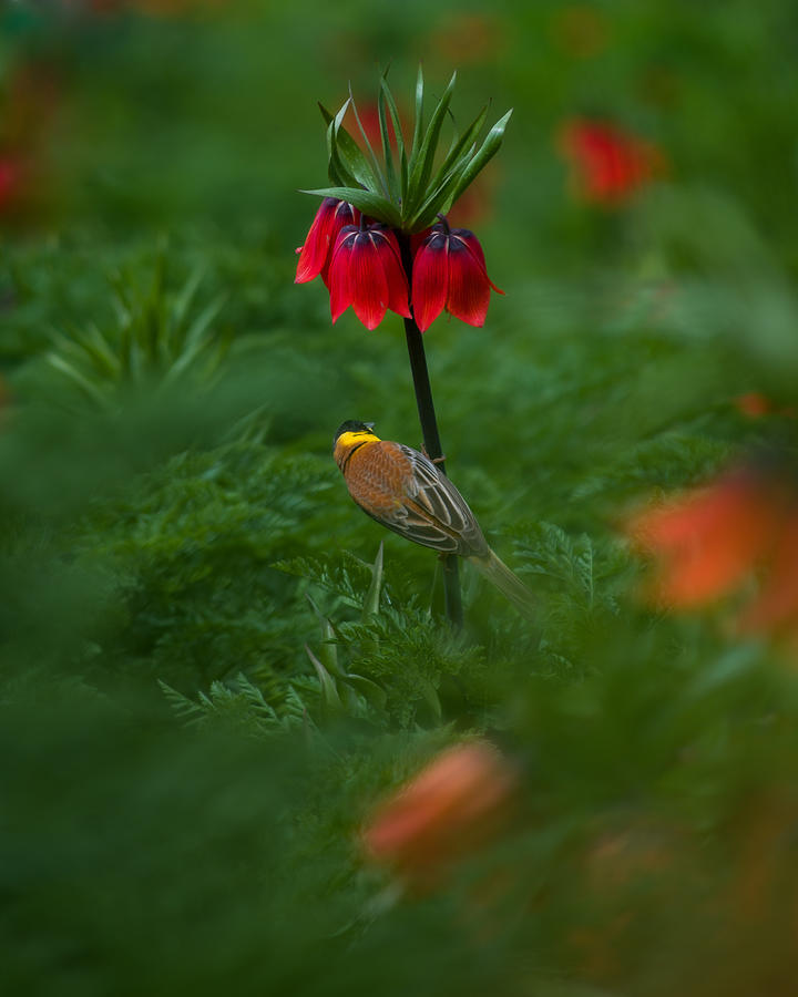 Nature Photograph - Bird With Tulip by Mohammad Alipour
