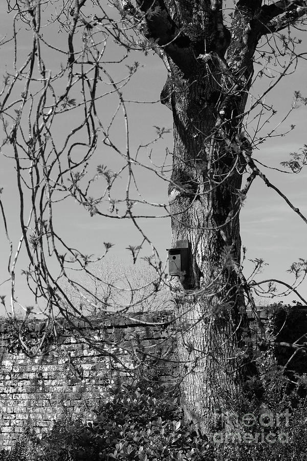 Tree Photograph - Birdbox bw Donegal Ireland by Eddie Barron
