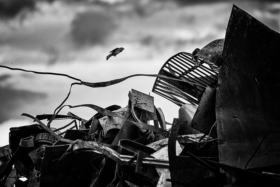 Bird Photograph - Birdcatcher // by Jrgen Hartlieb