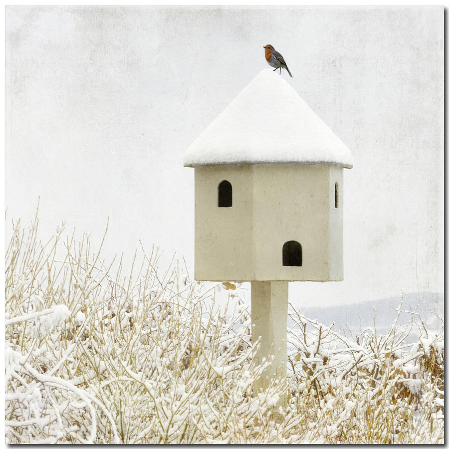 Birdhouse Photograph by Anne Hawken