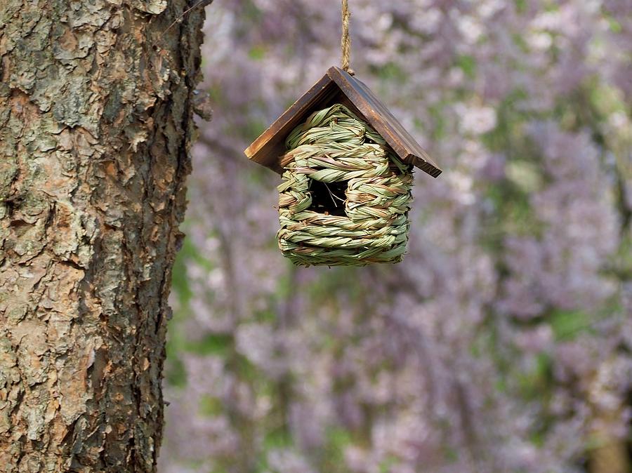 Birdhouse For Let Photograph by Alida M Haslett