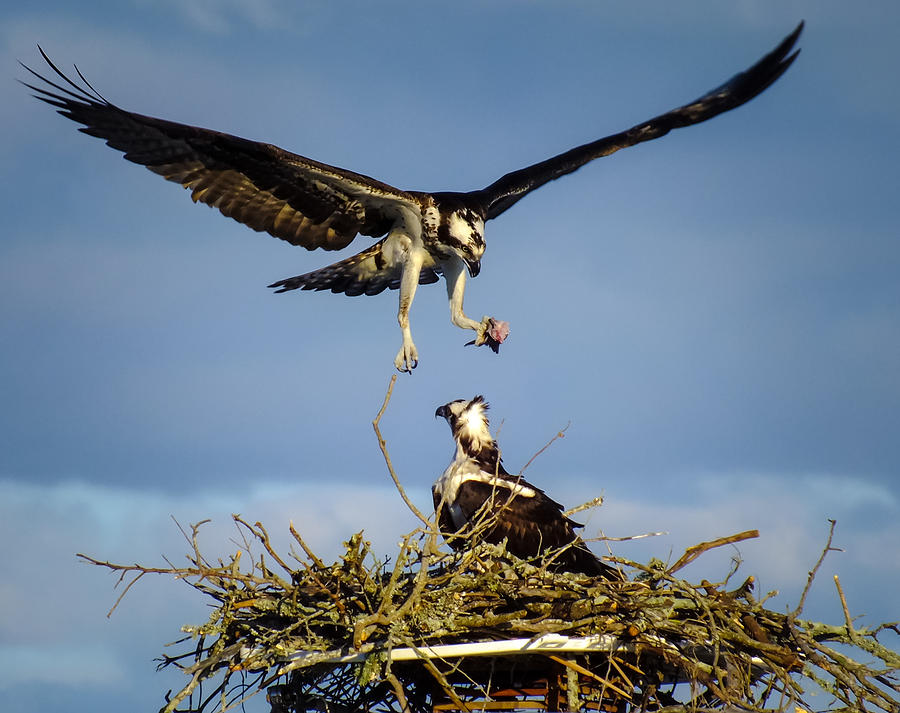 Osprey Photograph - Birding Instinct by Karen Wiles
