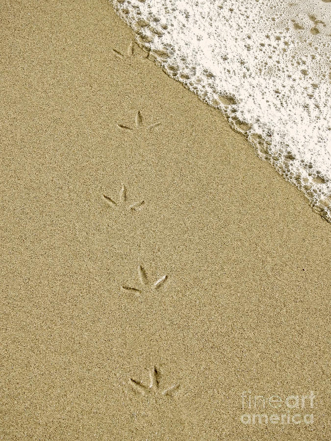 Birdprints in the Sand Photograph by Beth Myer Photography