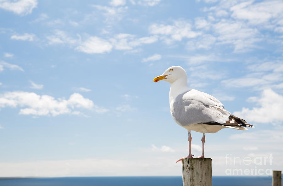 Blank Photograph - Birds And Wildlife Concept - Seagull by Syda Productions Blank Photograph - Birds And Wildlife Concept - Seagull by Syda Productions