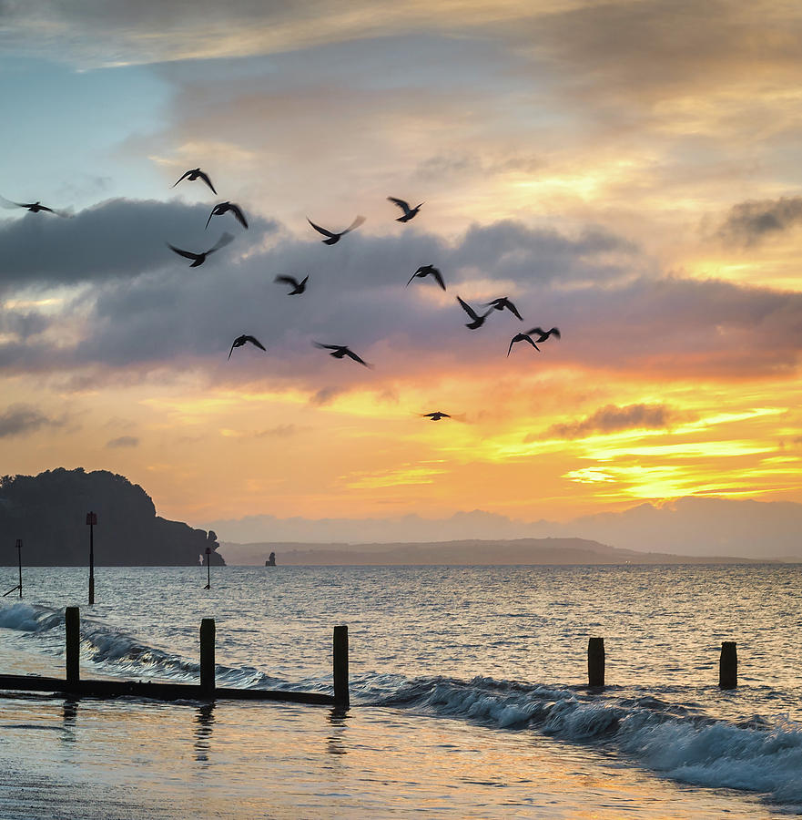Birds Photograph - Birds at Sunrise by A J Paul Birds Photograph - Birds at Sunrise by A J Paul