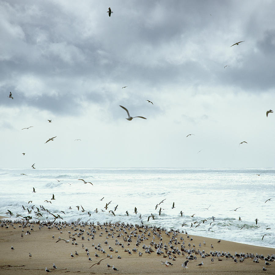 Birds At The Seashore Photograph by Micha Pawlitzki