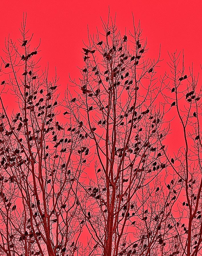 Birds Photograph - Birds Birds Birds by Marty Klar