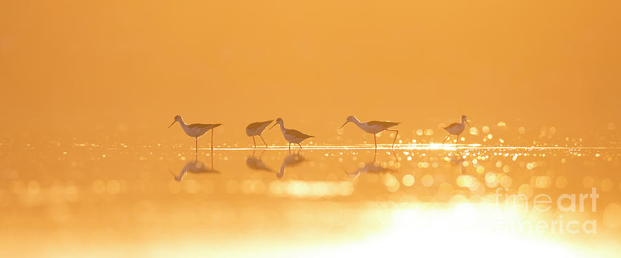 Birds During Golden Dawn B1 Photograph by Alon Meir