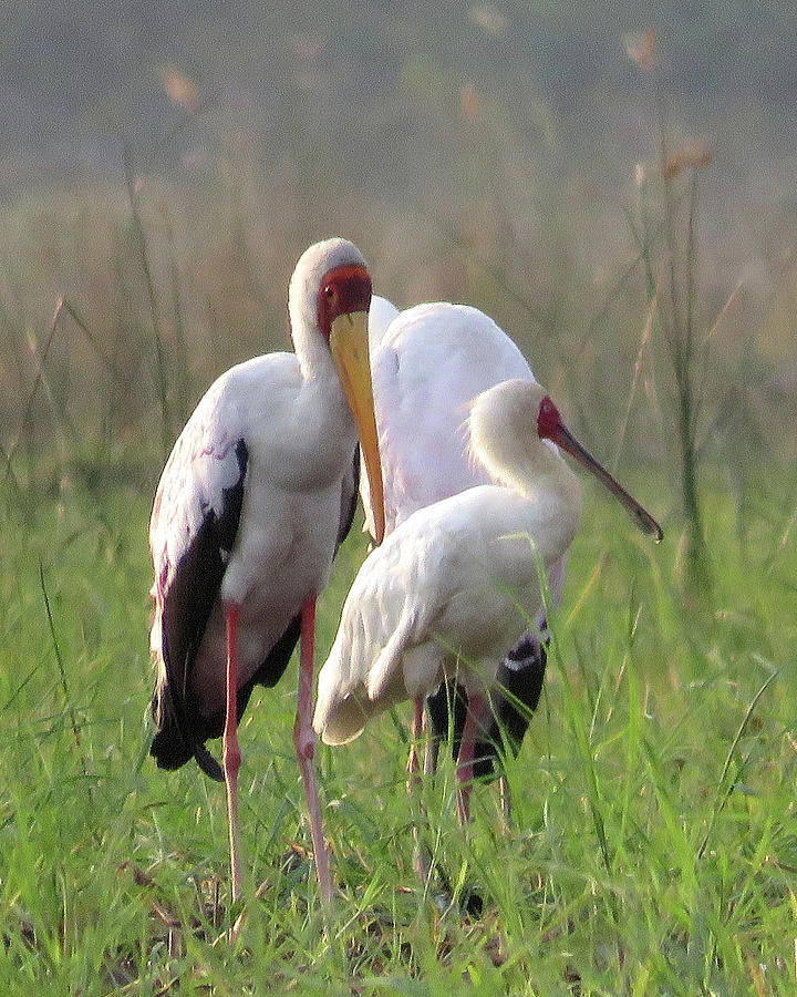 Birds Photograph by Eric Pengelly