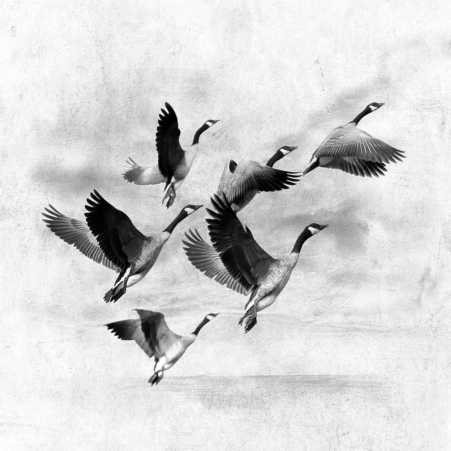 Black And White Photograph - Birds Fly Away 2 by Ata Alishahi